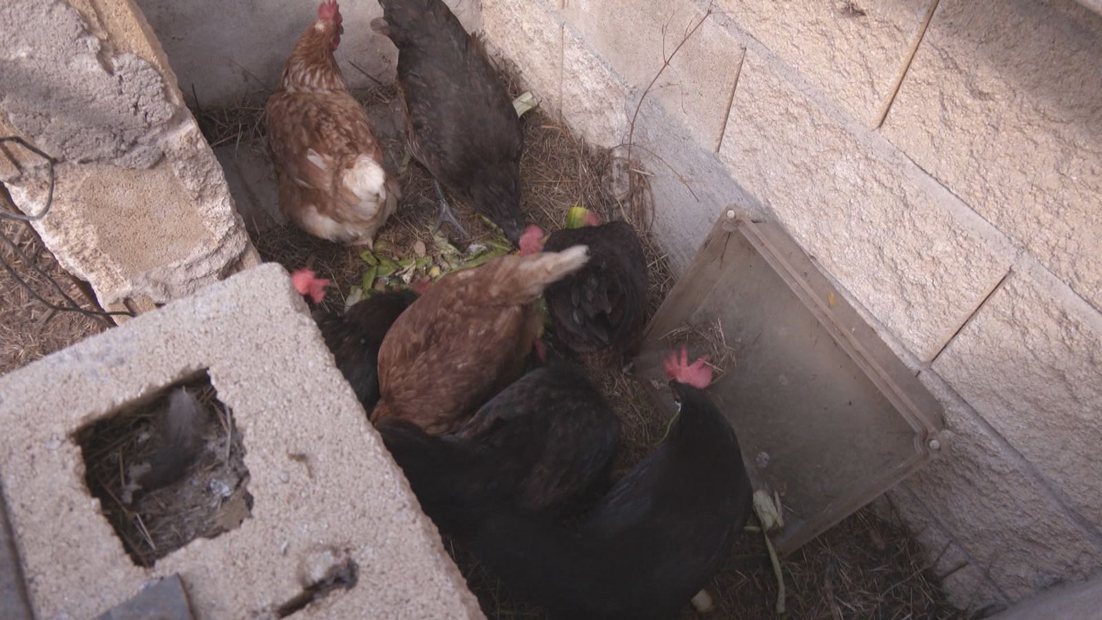 Gallinas y restos orgánicos