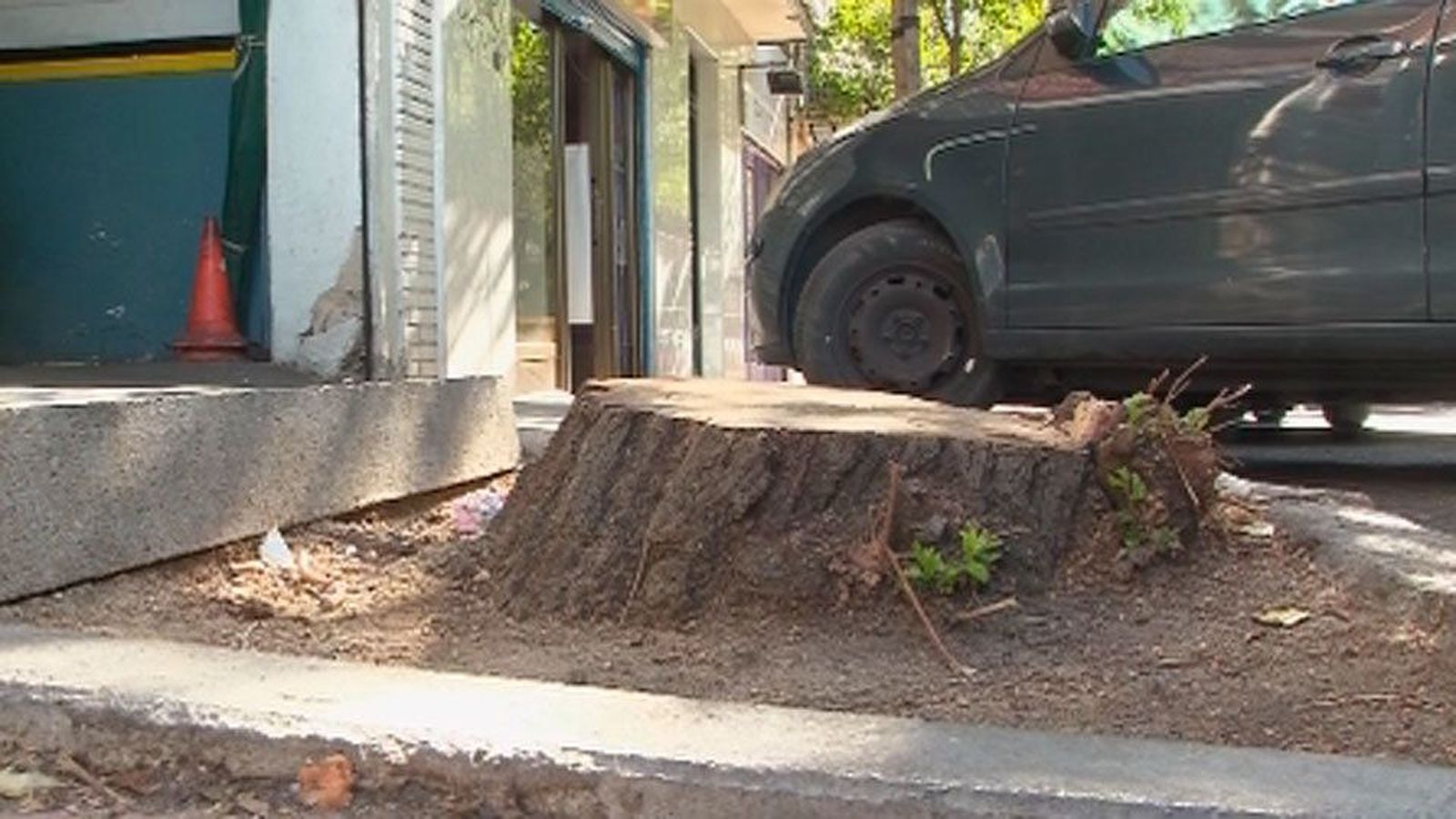 Polémica en Carabanchel por la tala de árboles en la calle Álvarez Abellán