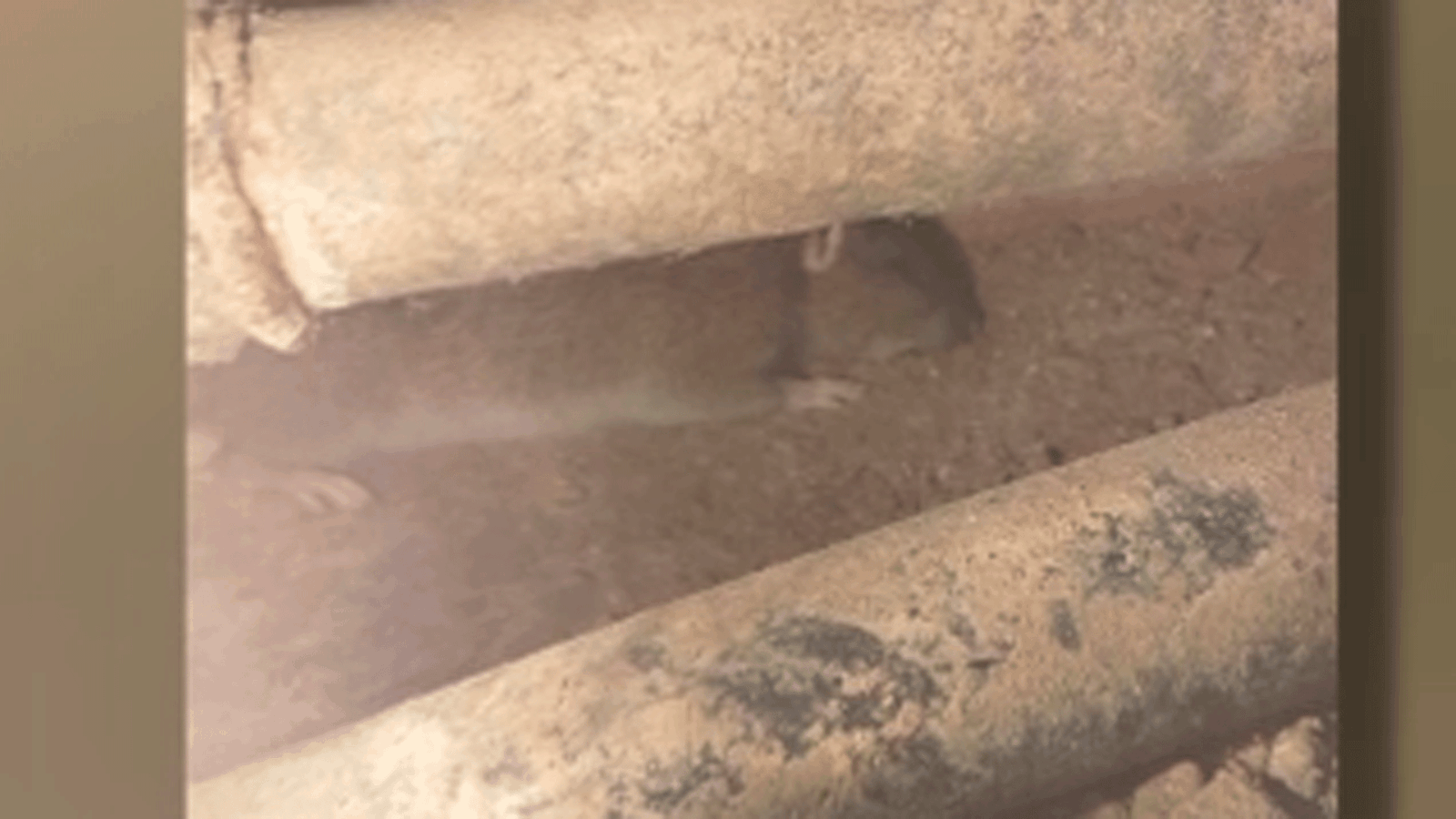 Vecinos de Leganés denuncian la presencia de ratas “como conejos” dentro de sus casas