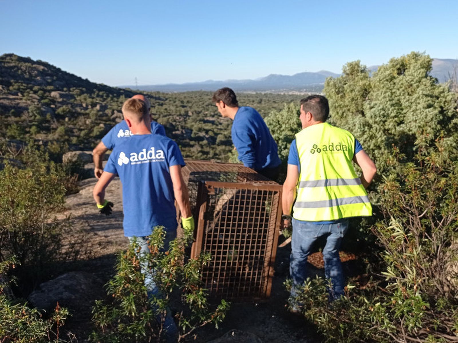 Traslado de un jabalí dentro de una jaula