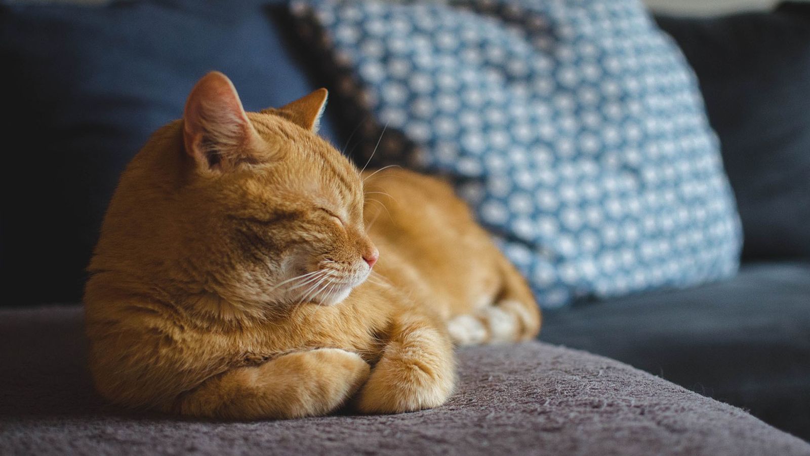 Gato descansando