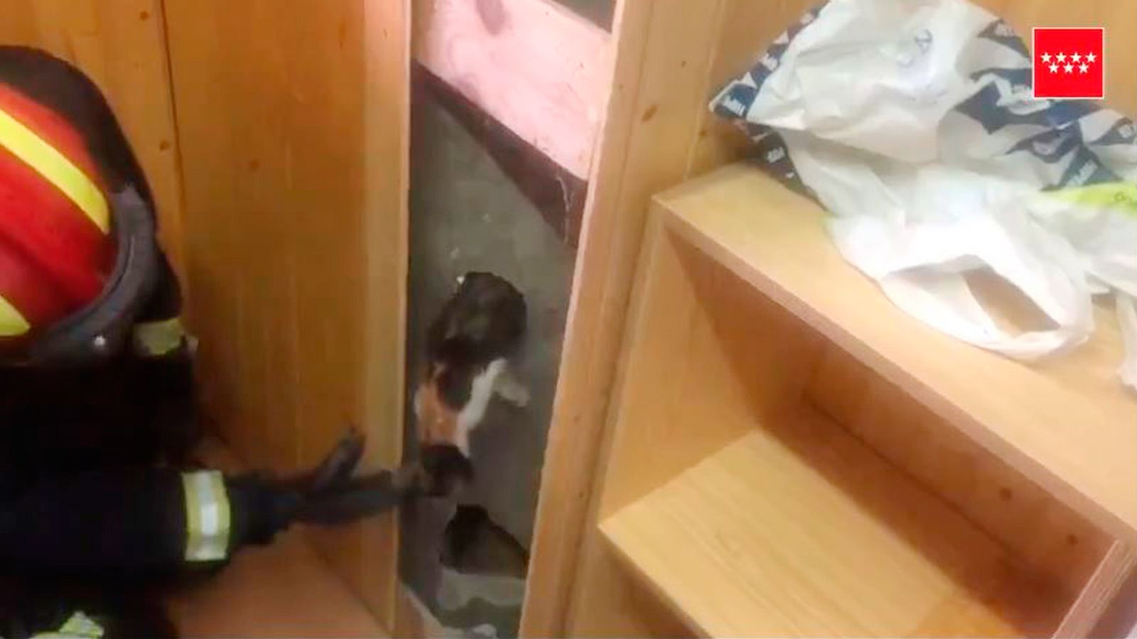 Momento del rescate de uno de los gatos atrapados