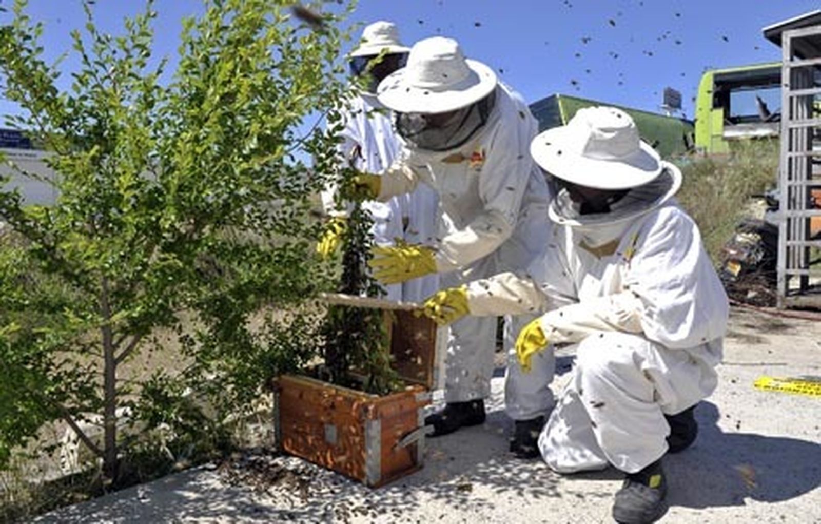 abejas_comunidadmadrid