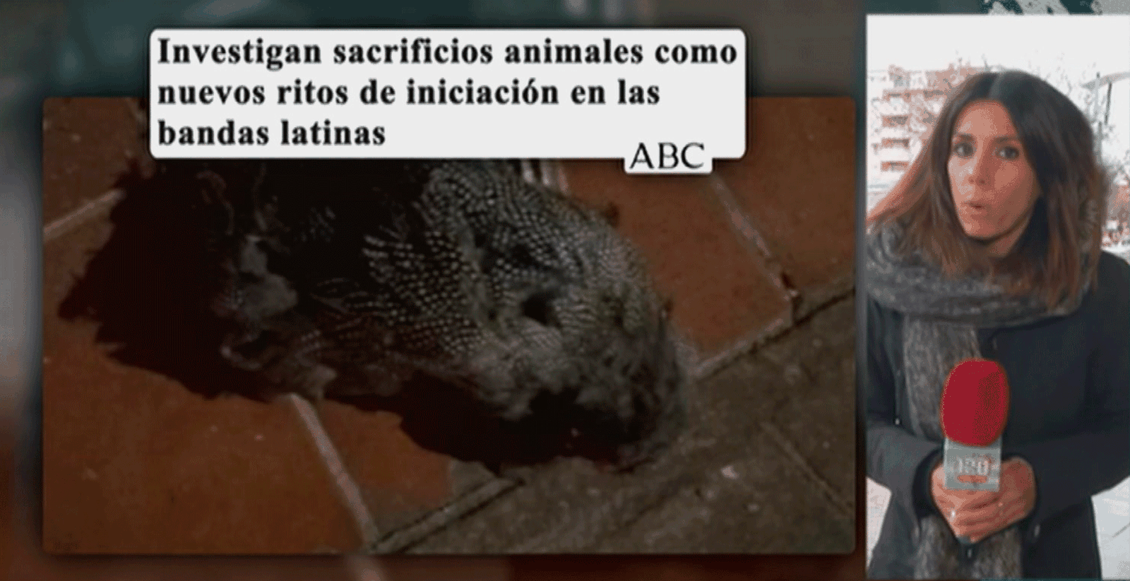 Investigan si las bandas latinas en Madrid hacen sacrificios de animales como ritos de iniciación