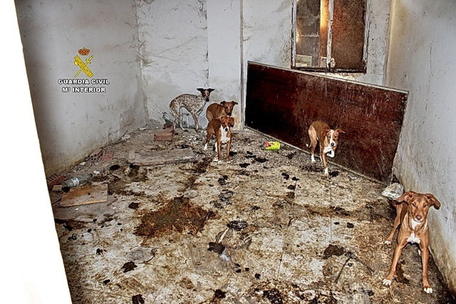 LA Guardia Civil encuentra en una finca a decenas de perros en condiciones deplorables