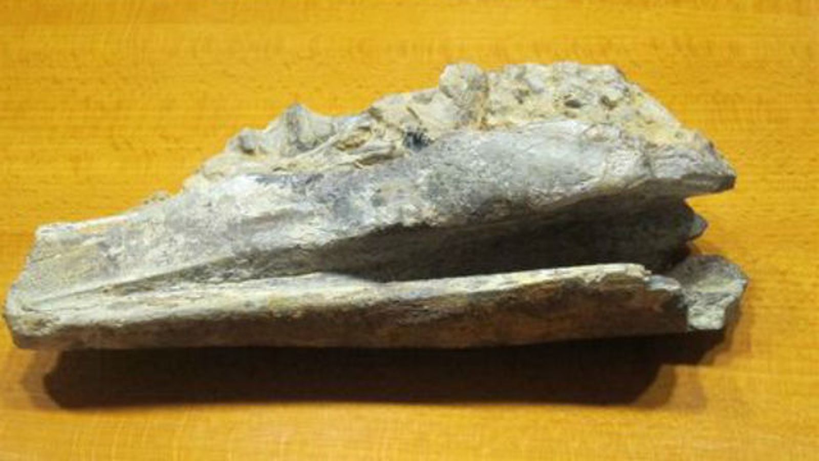 Sacan a la luz restos de dinosaurios de 130 millones de años en Castellón