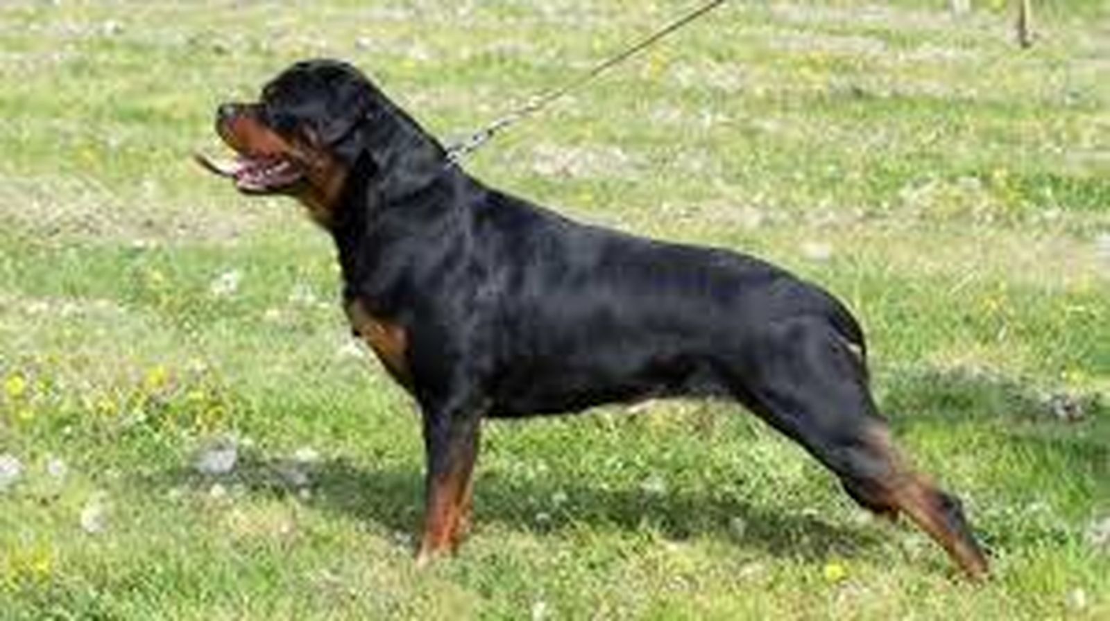 Un ejemplar de perro rottweiler, catalogado como raza peligrosa