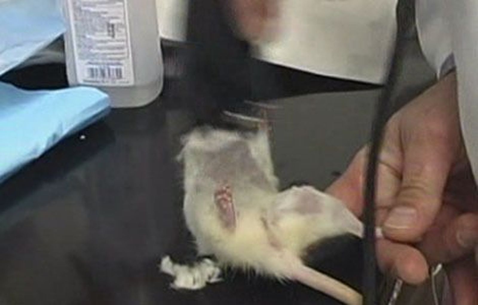 Consiguen que el corazón de un ratón sin células vuelva a latir