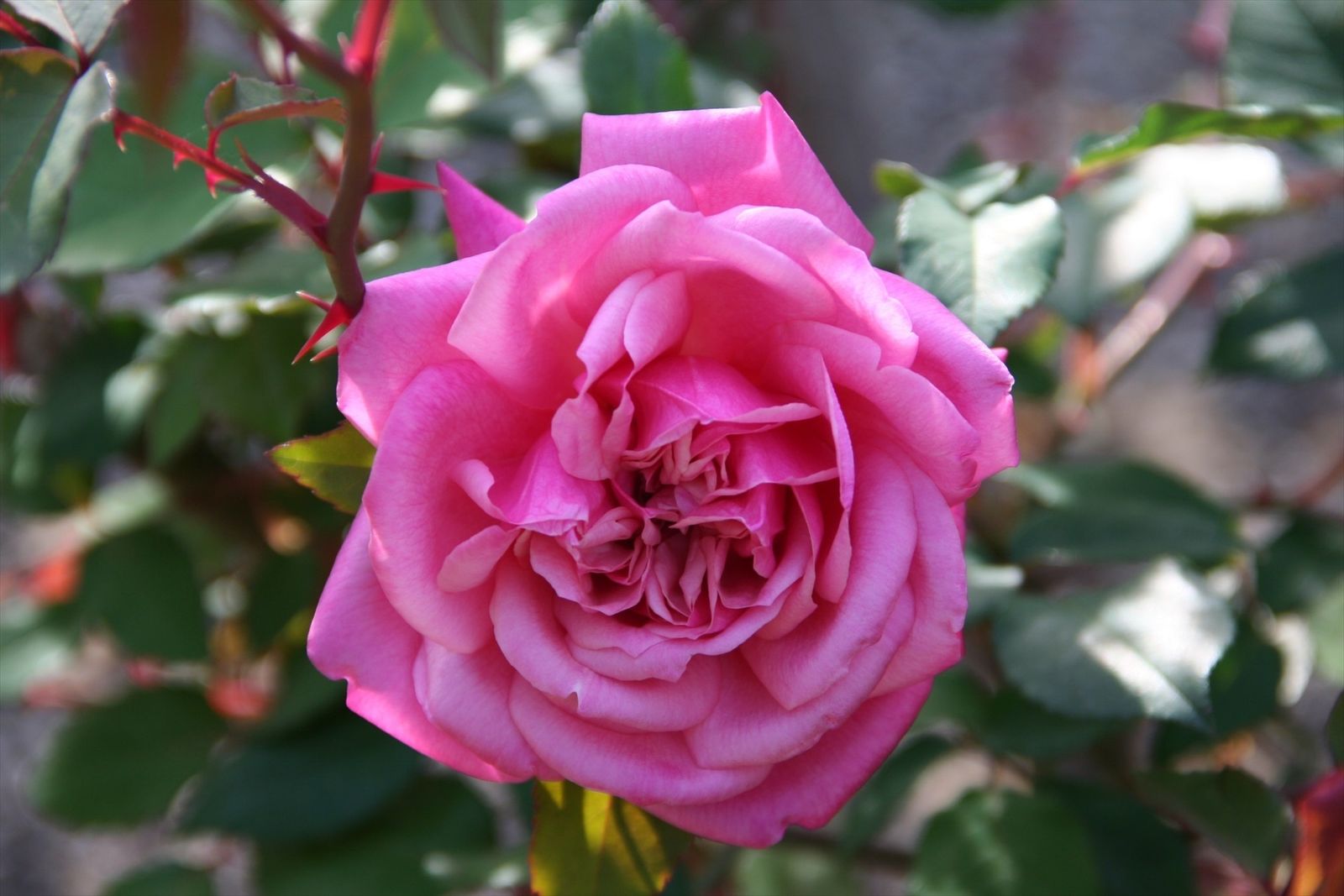 Una de las rosas de la colección del Botánico