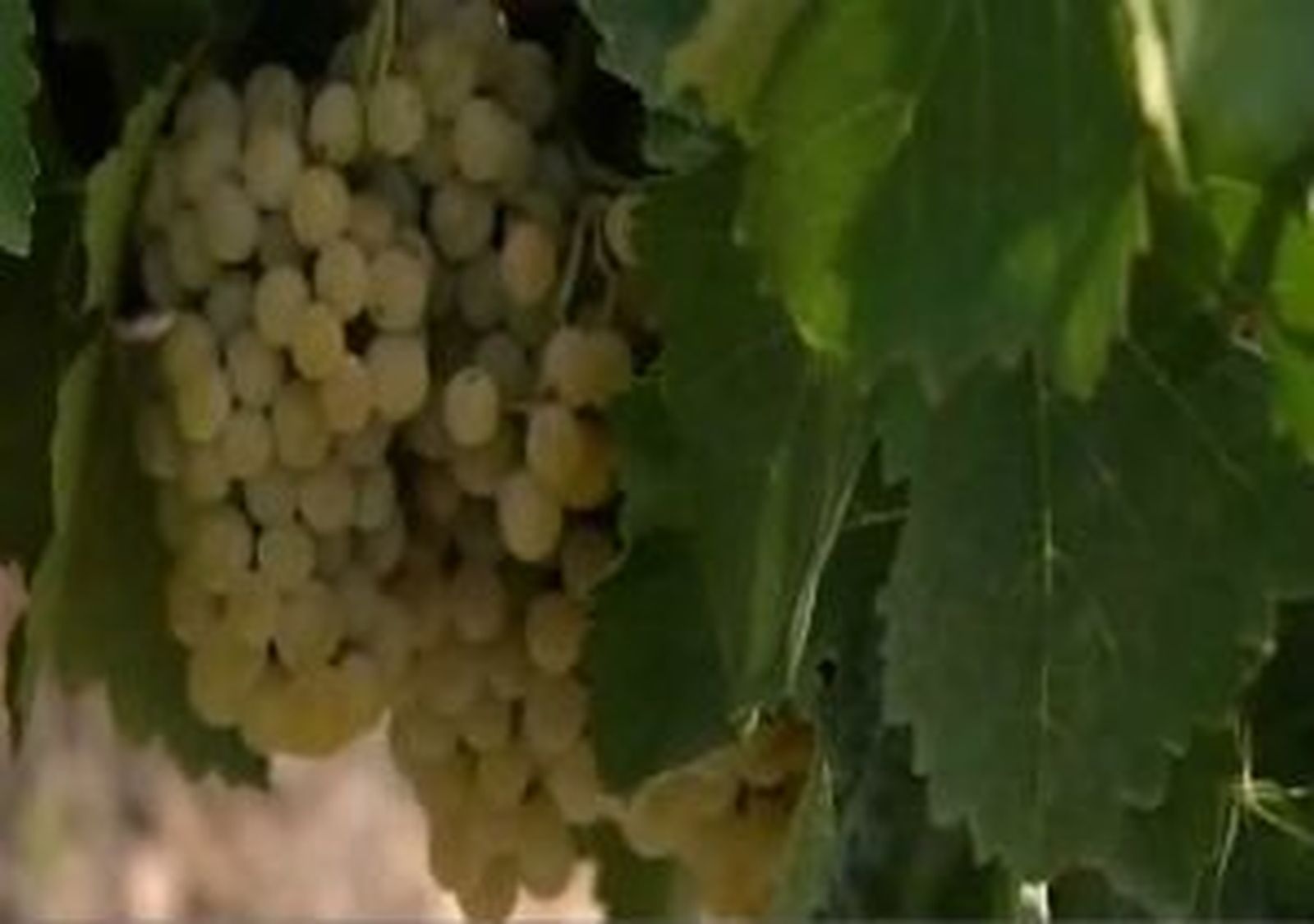 La Comunidad mejora la calidad de los Vinos de Madrid gracias a la investigación