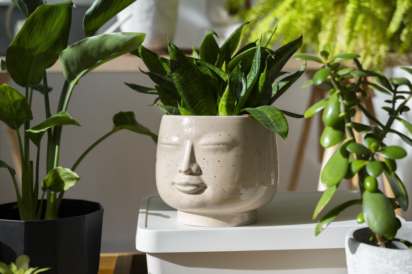 Plantas de interior