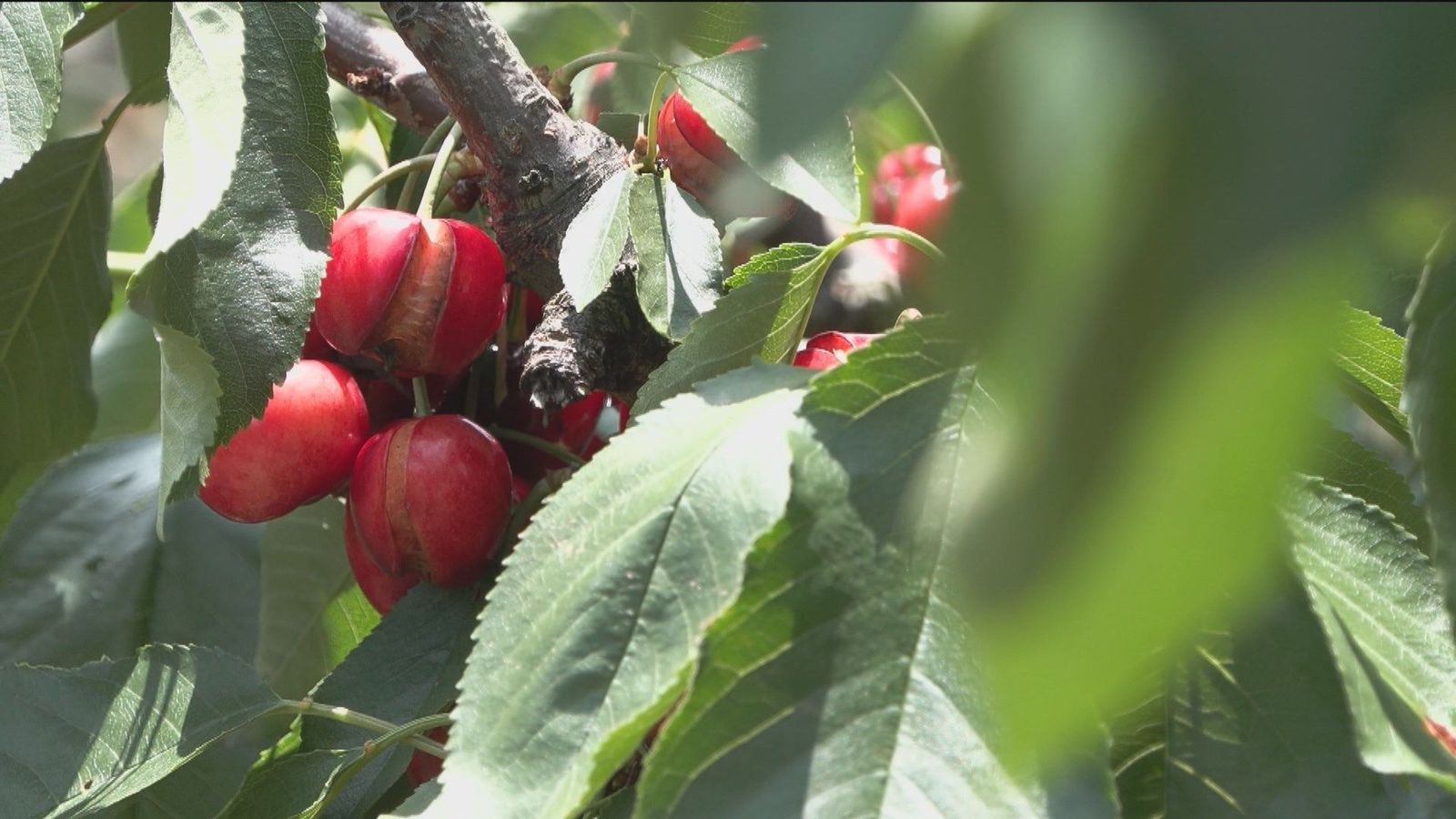 La lluvia destroza el 80% de la producción de cereza en el Valle del Jerte