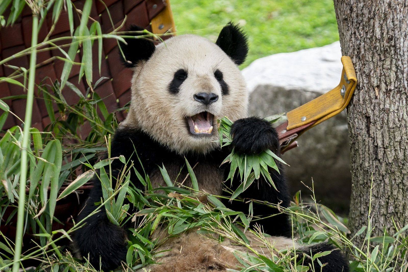 La familia de pandas del Zoo de Madrid se marcha a China