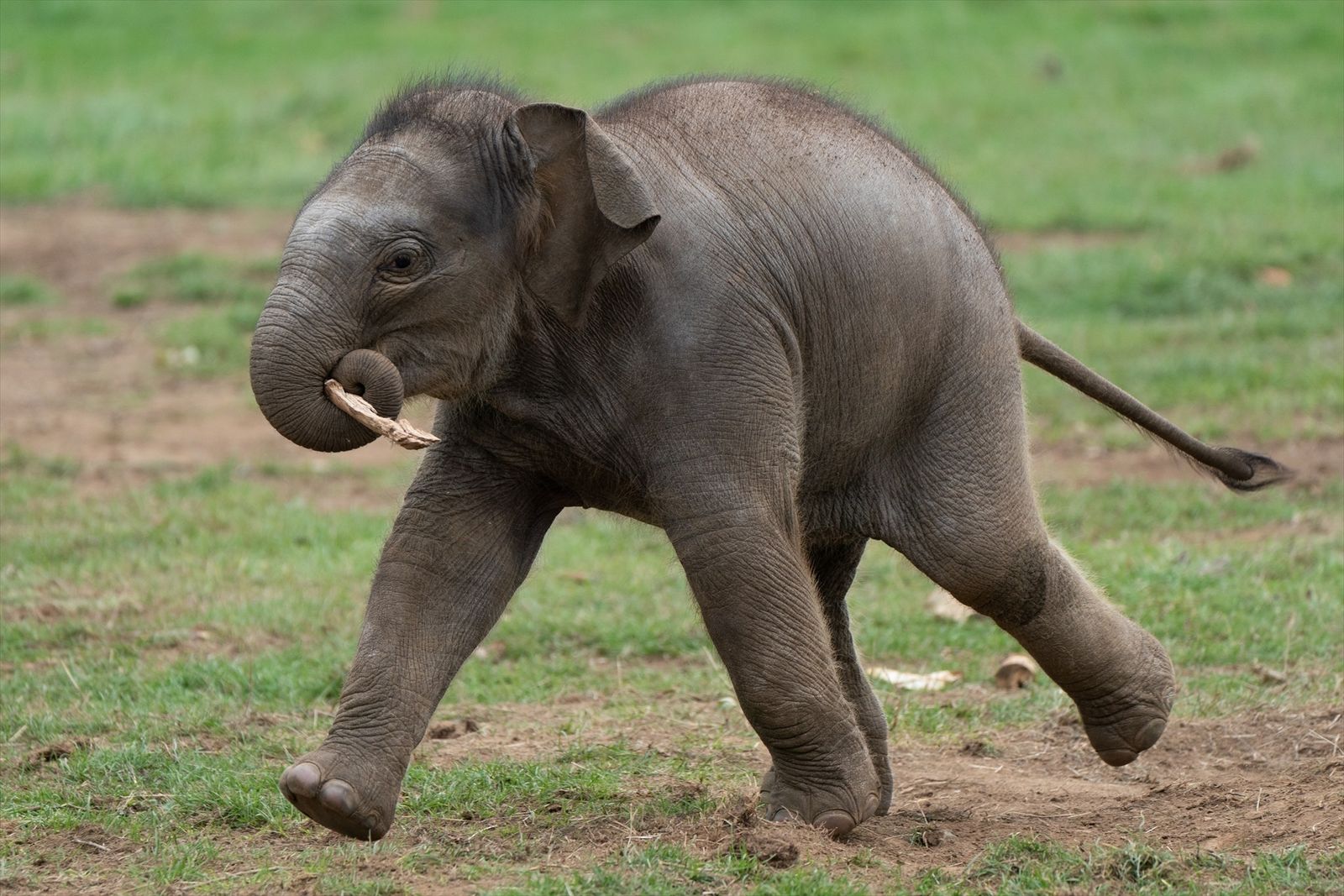 Elefante asiático salvaje