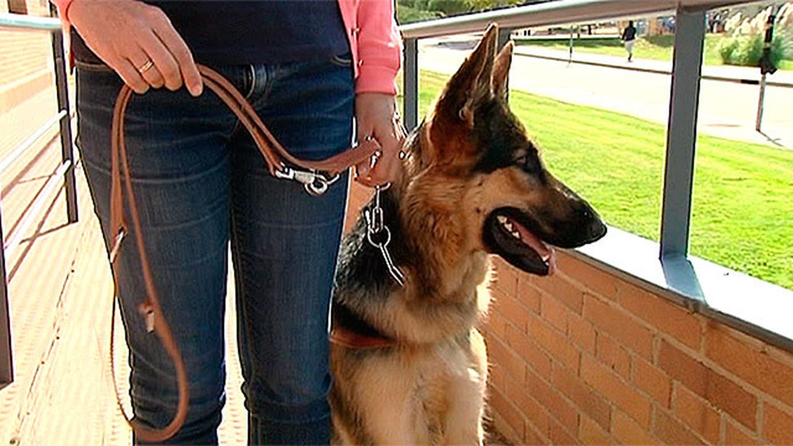 Perro guía de la Fundación ONCE