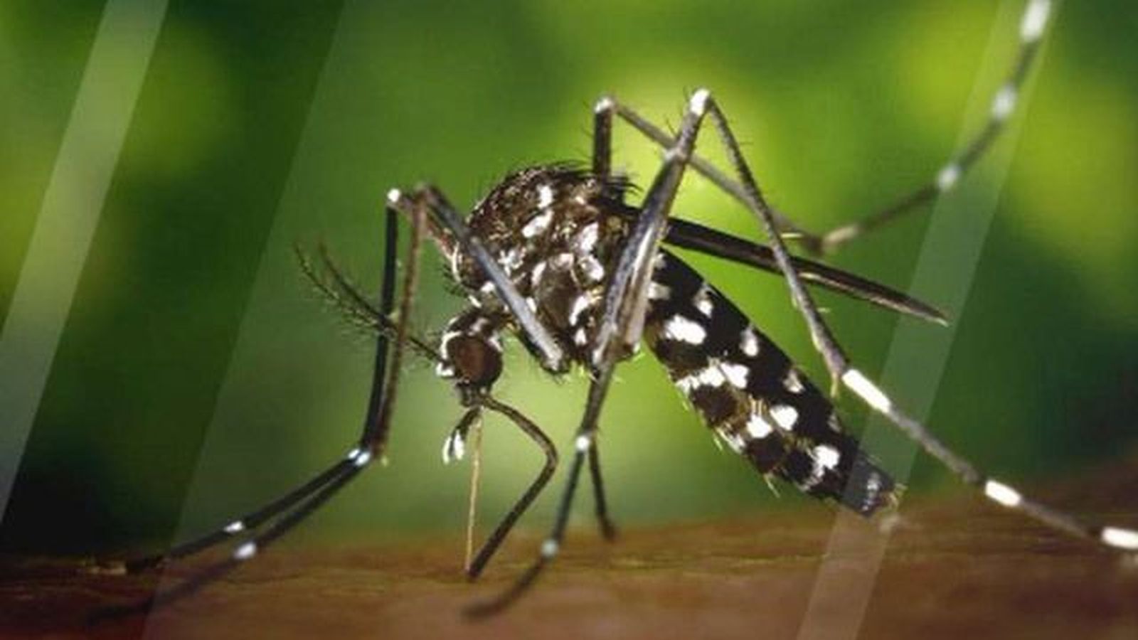 Primer caso de Chikungunya transmitido por el  mosquito tigre