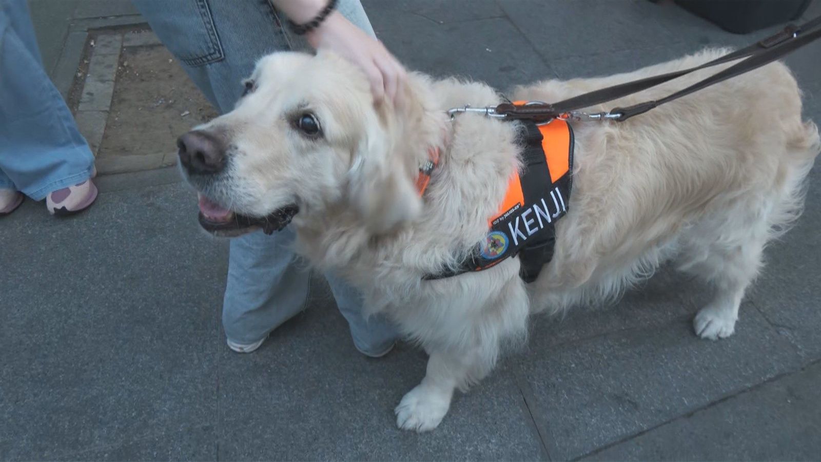 Empieza la búsqueda con perros rastreadores de los desaparecidos en el derrumbe de la Calle de las Hileras