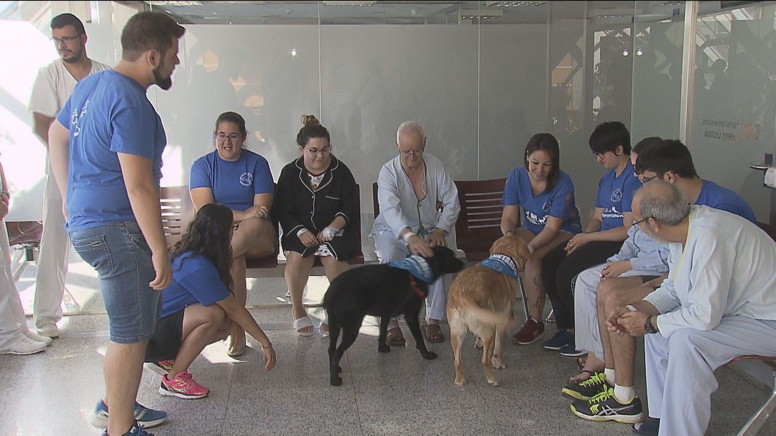 Cuando un perro es la mejor terapia en un hospital