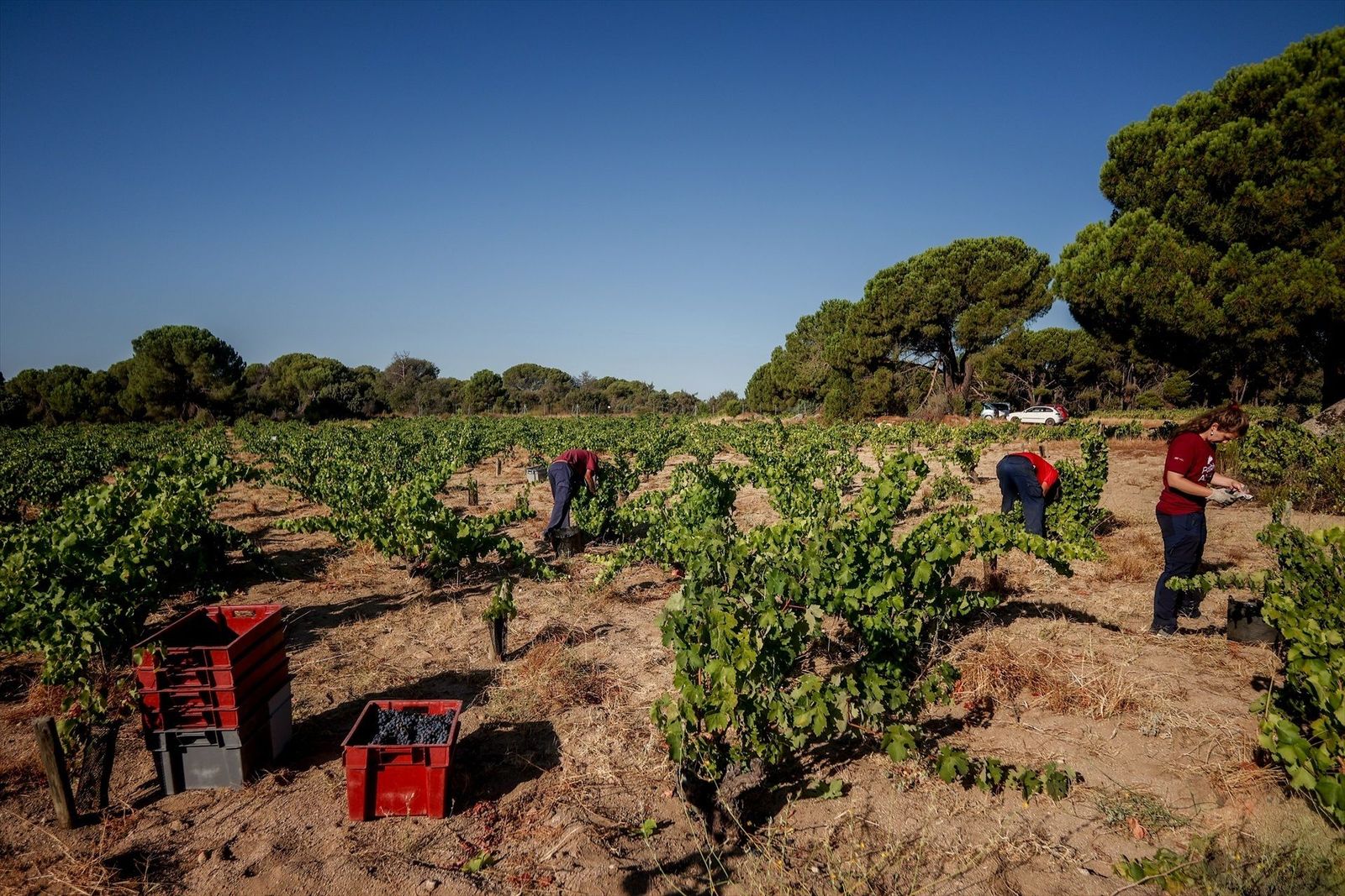 La sequía y las altas temperaturas están provocando grandes pérdidas en la agricultura