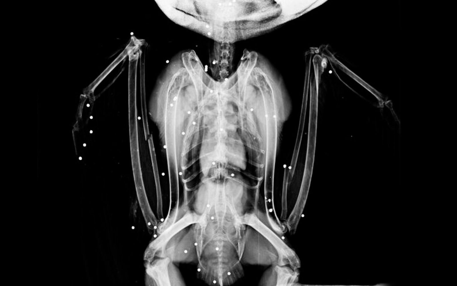 Radiografía del búho real tiroteado que entró en nuestro hospital de fauna