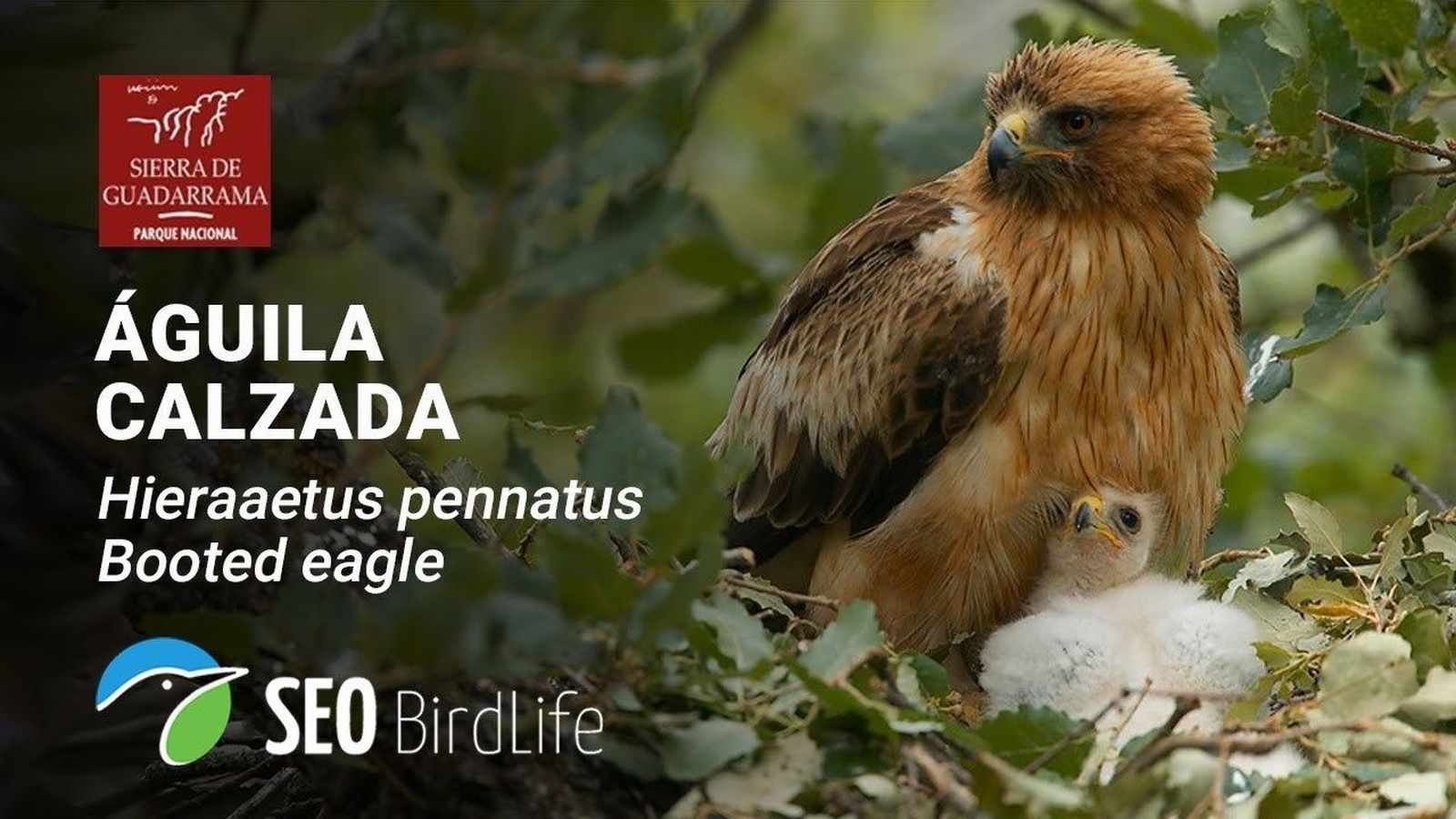 Sigue en directo la vida del águila calzada en su nido de la Sierra de Guadarrama