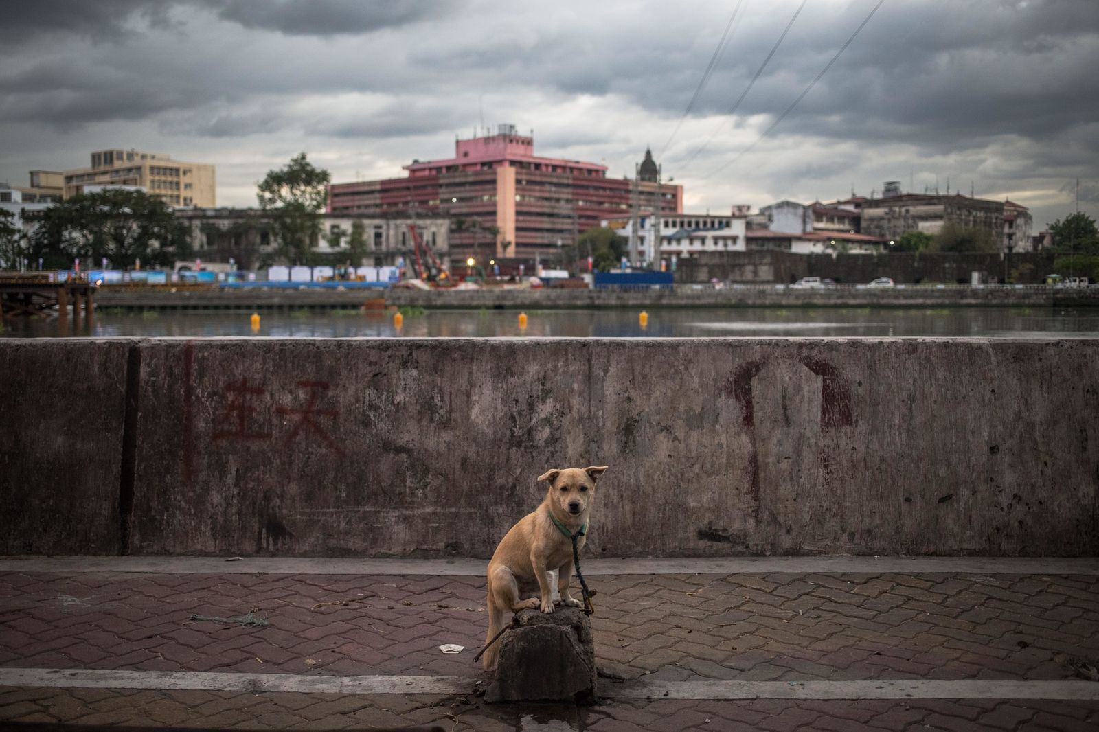 Perro