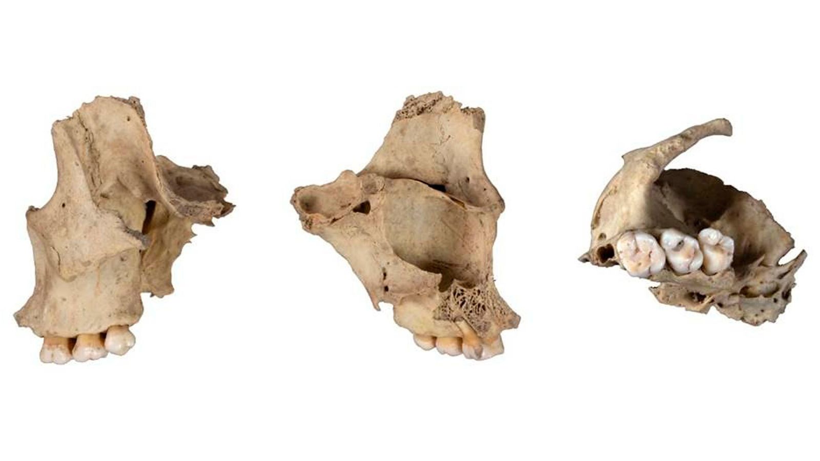 Maxilar humano canibalizado de la cueva de El Mirador