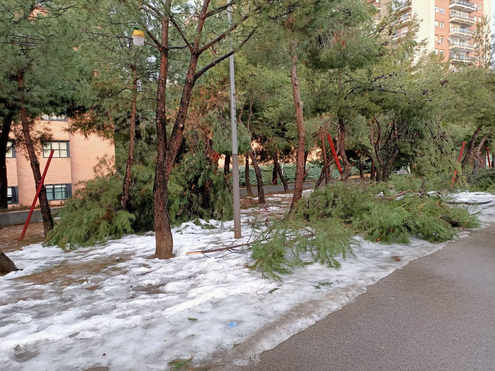 Árboles caídos en Madrid tras la nevada