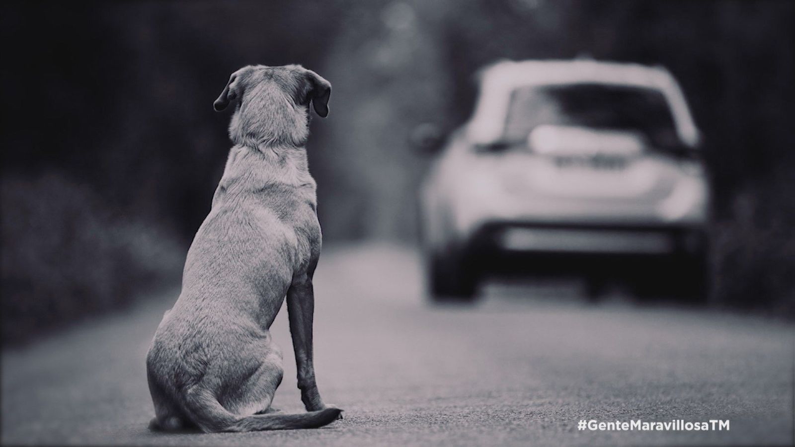 ¿Cómo reaccionarías frente a una situación de abandono animal?