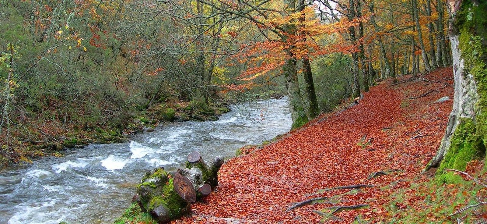 Ya se pueden reservar las visitas al Hayedo de Montejo este otoño