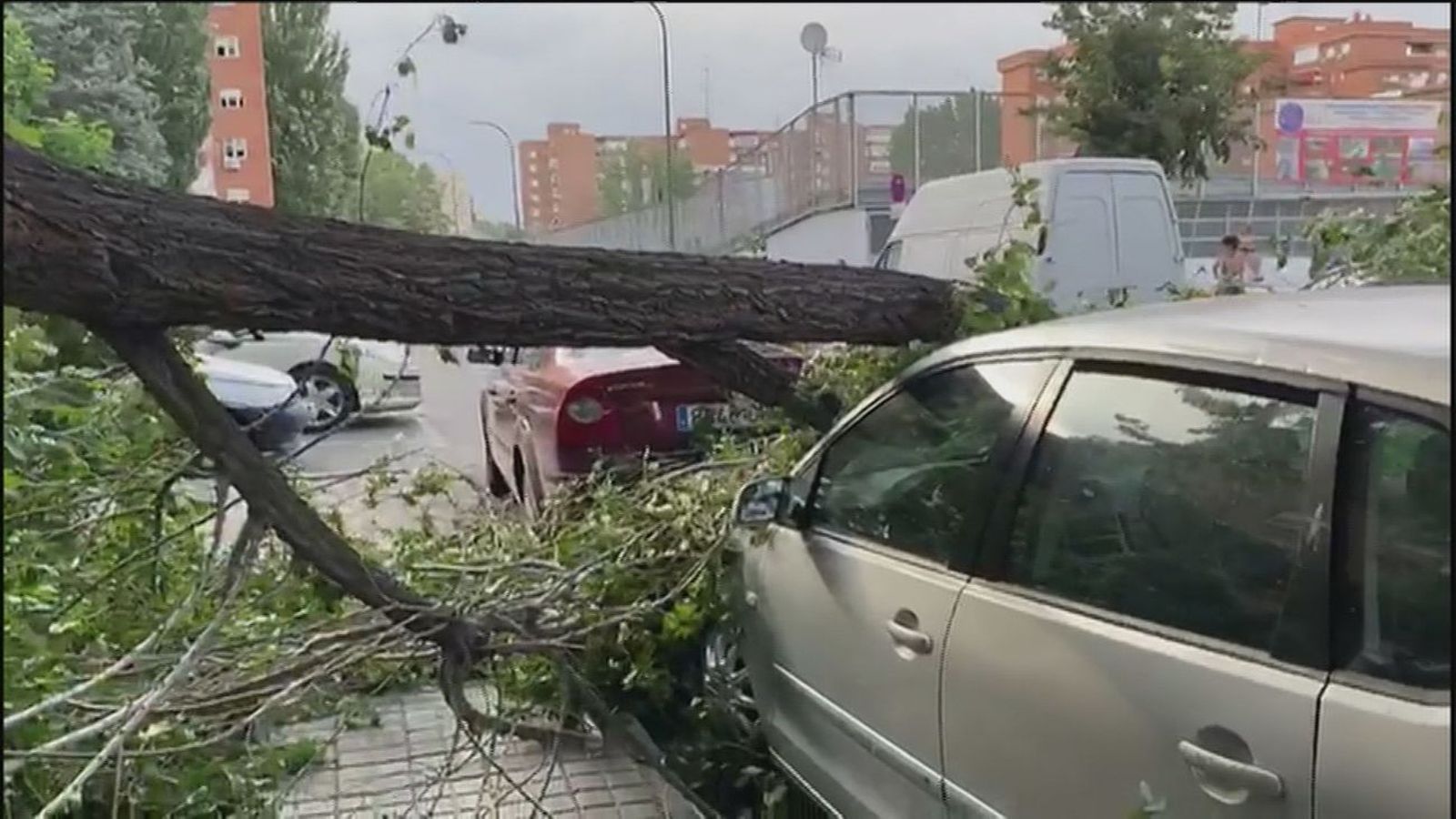 Árbol caído en Madrid a consecuencia de un temporal de viento