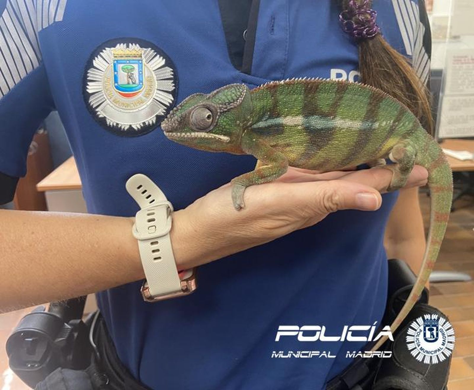 Ejemplar de camaleón recuperado por la Policía Municipal de Madrid