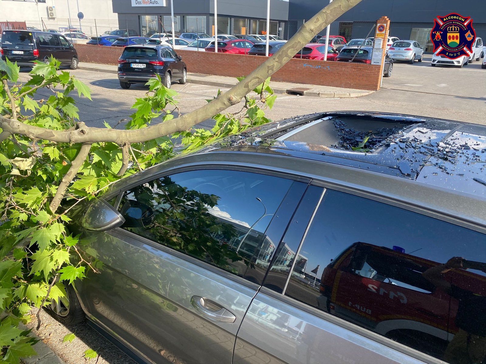Imagen de la rama de árbol que hirió a una persona en Alcorcón