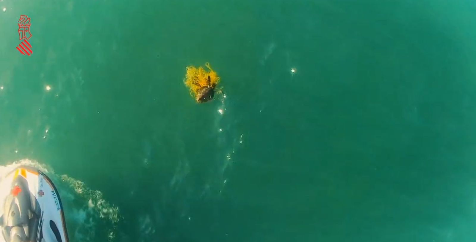Tortuga rescatada