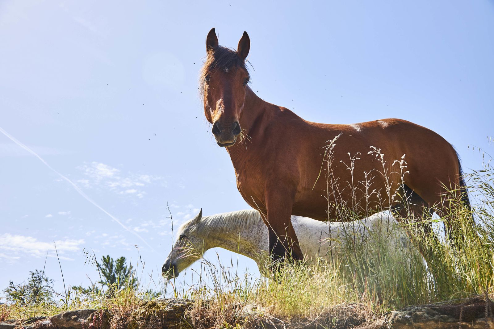 Caballos en un entorno de la Sierra Norte de Madrid