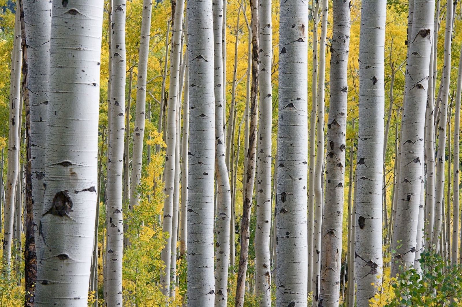 Una iniciativa sostenible para repoblar el bosque de Paracuellos