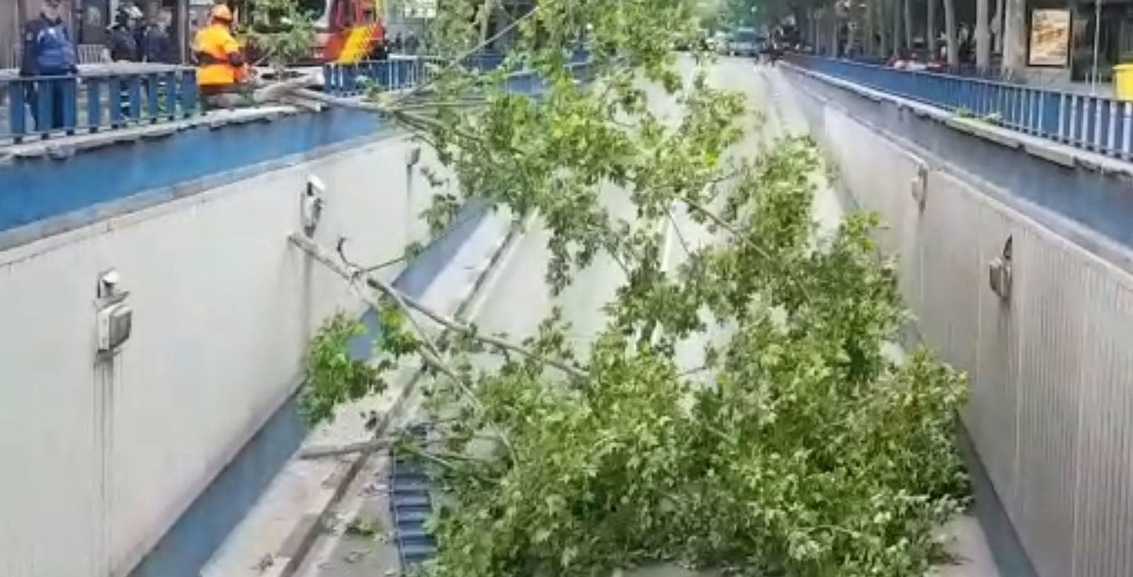Caída de un árbol sobre el túnel de Mariano de Cavia