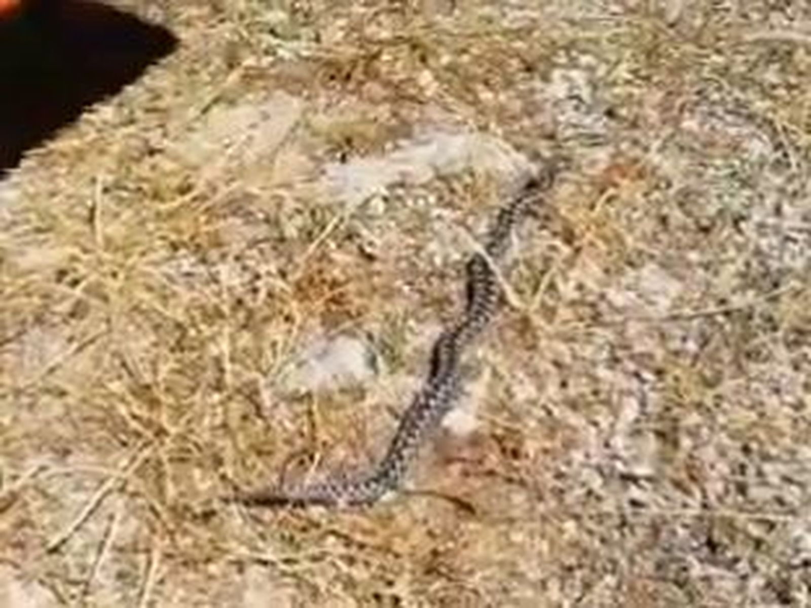 Encuentran a  una víbora en un local comercial de Manzanares el Real