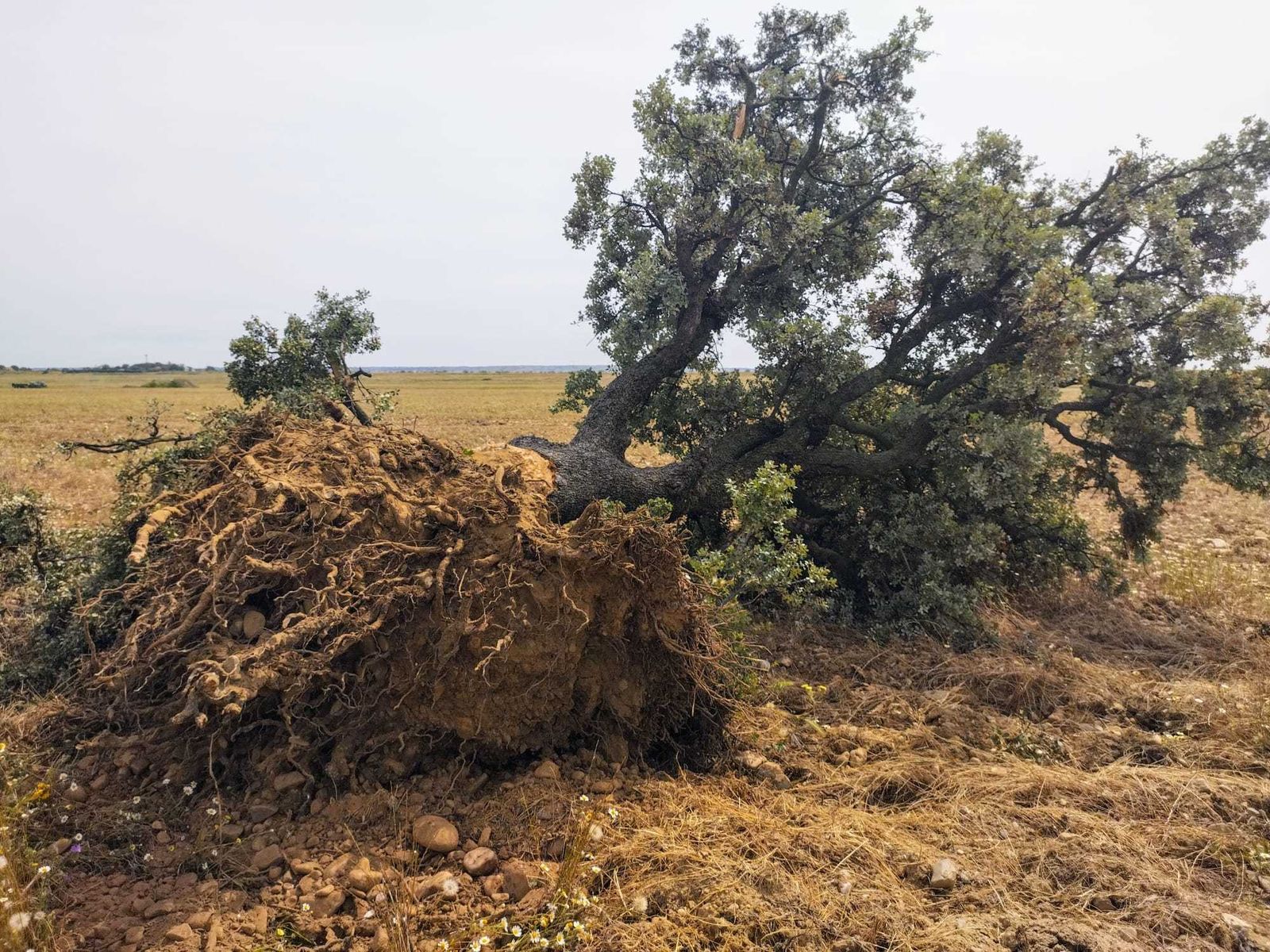 Tala de árboles