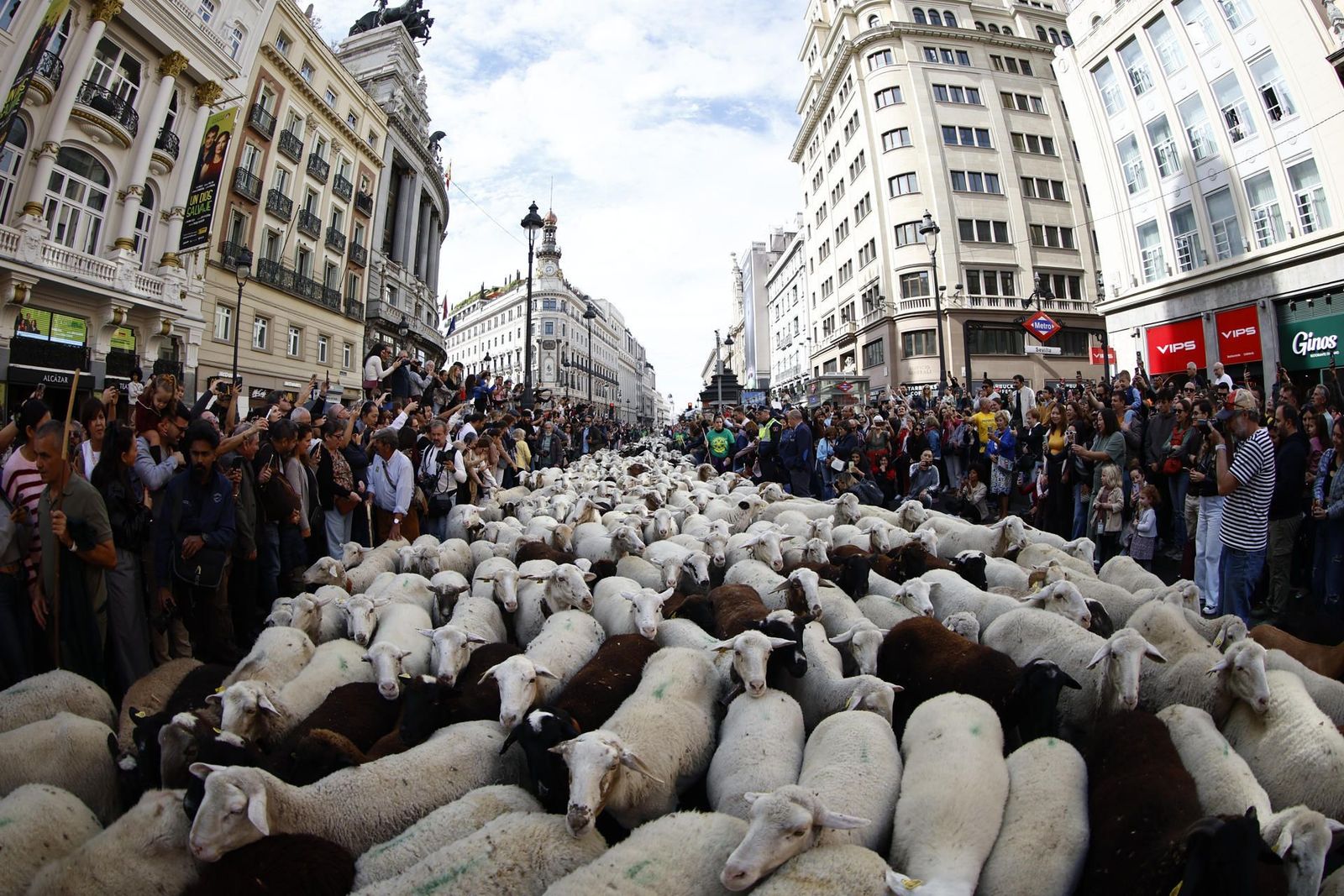 La trashumancia se reivindica en el corazón de Madrid