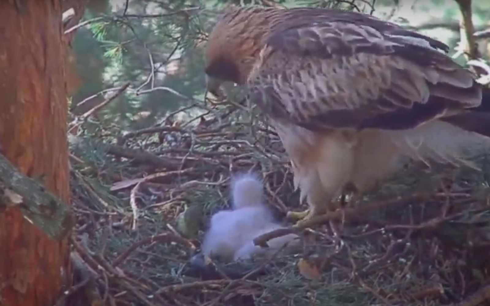 Captura de la cámara que muestra la vida de una pareja de águilas calzadas y su cría en la Sierra de Guadarrama