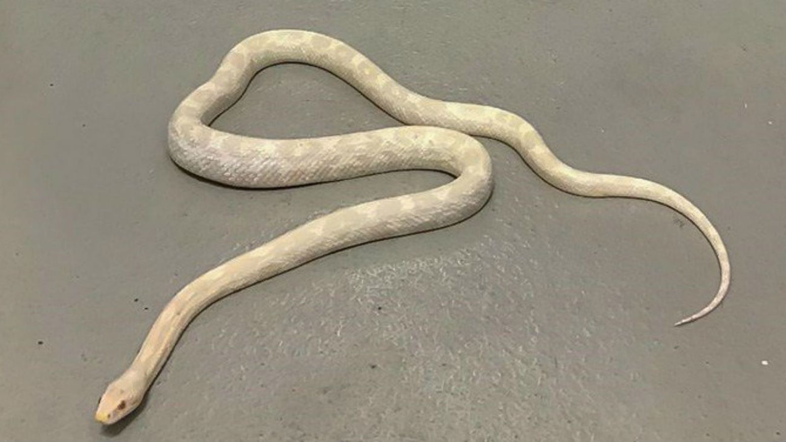 Serpiente pitón