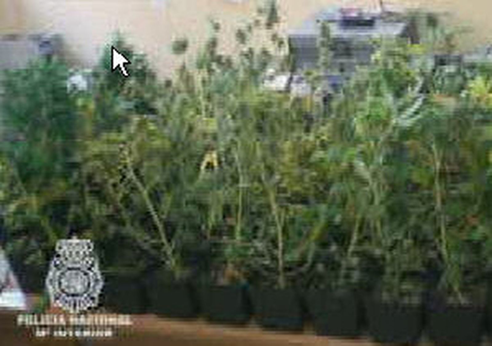 Plantas de Marihuana