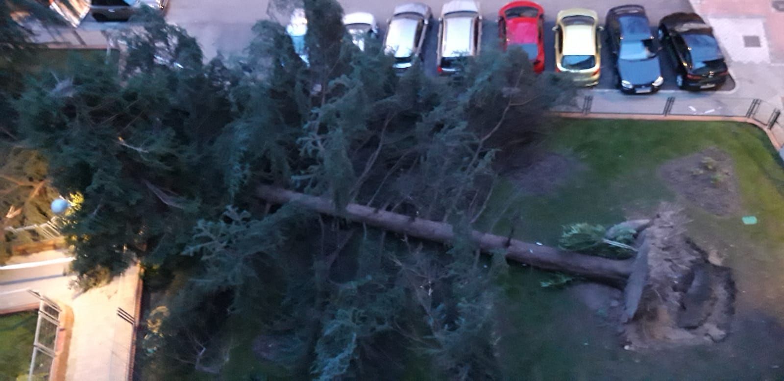 Varios árboles caídos en Madrid por culpa del fuerte viento