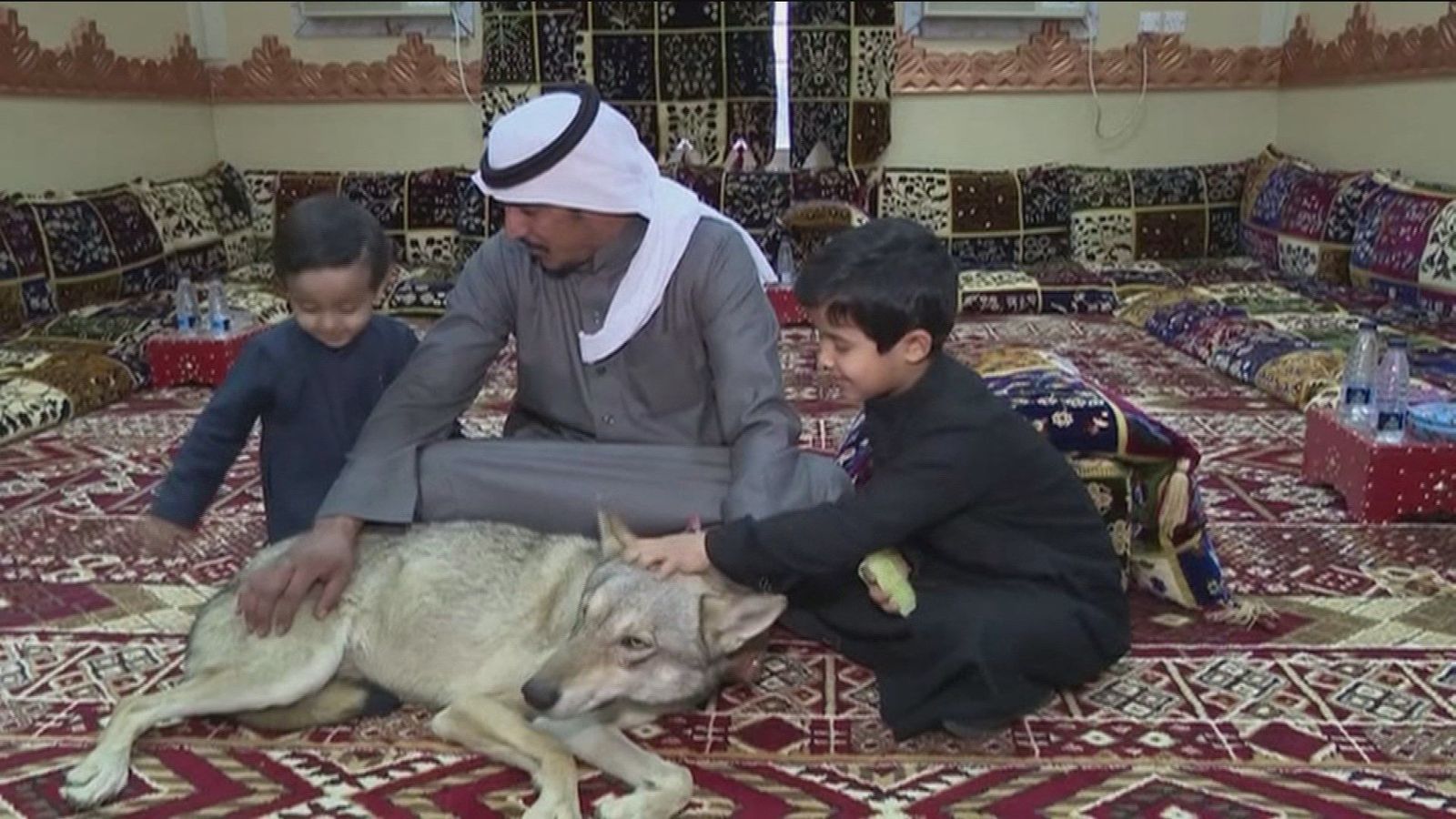 La familia saudí que vive rodeada de lobos