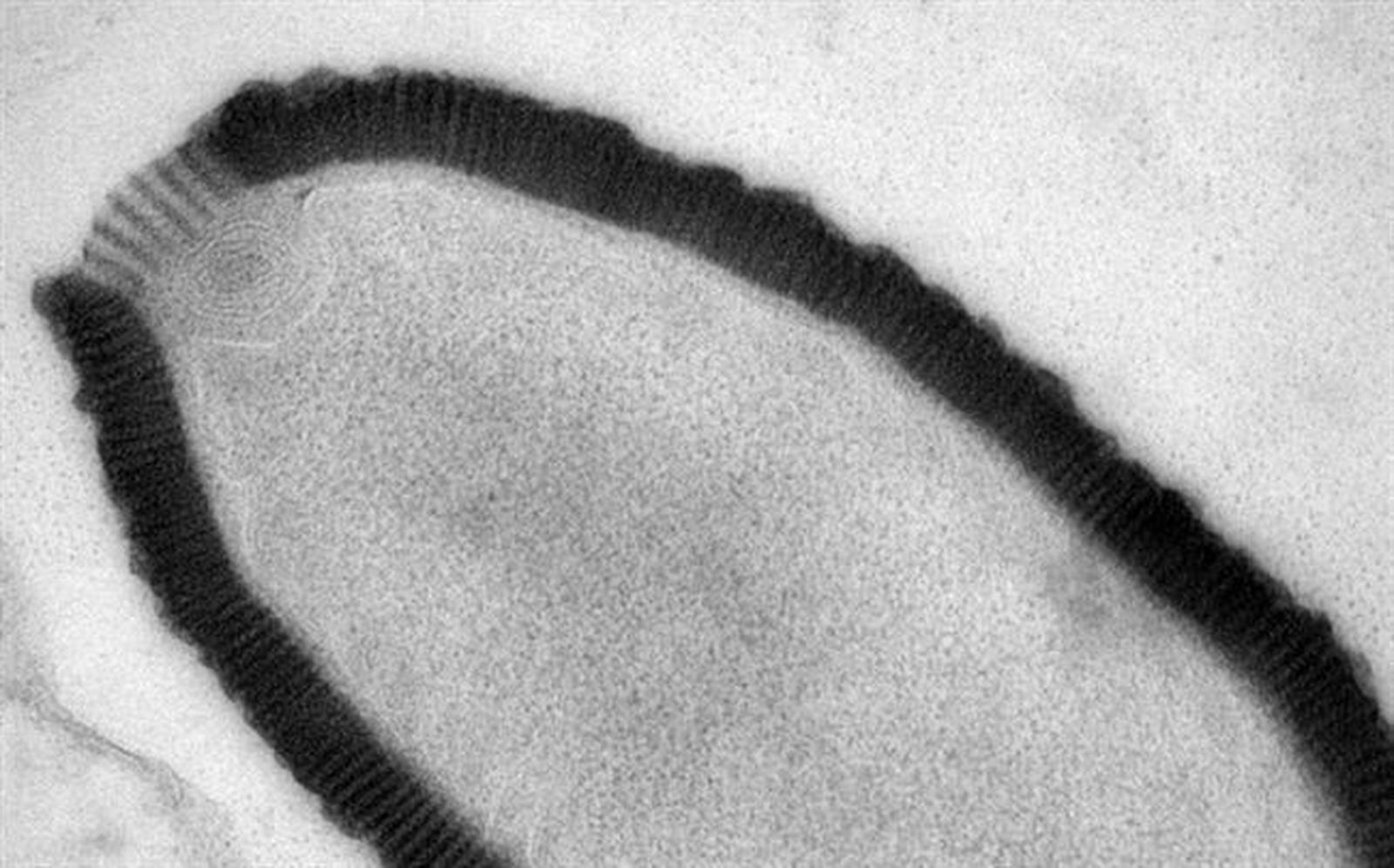 virus_resucitado