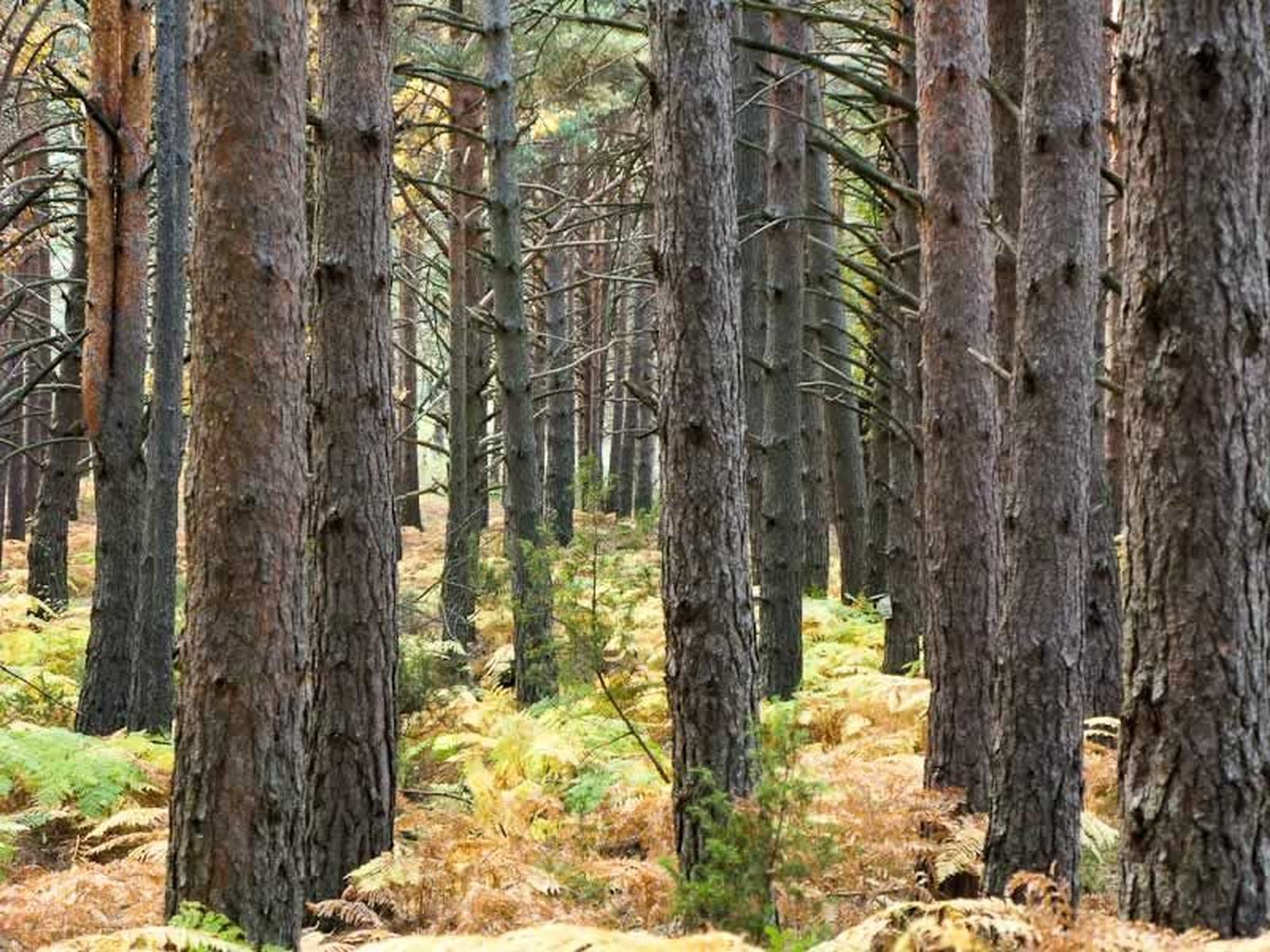 Pinar de pino albar en el Parque Nacional de la Sierra de Guadarrama