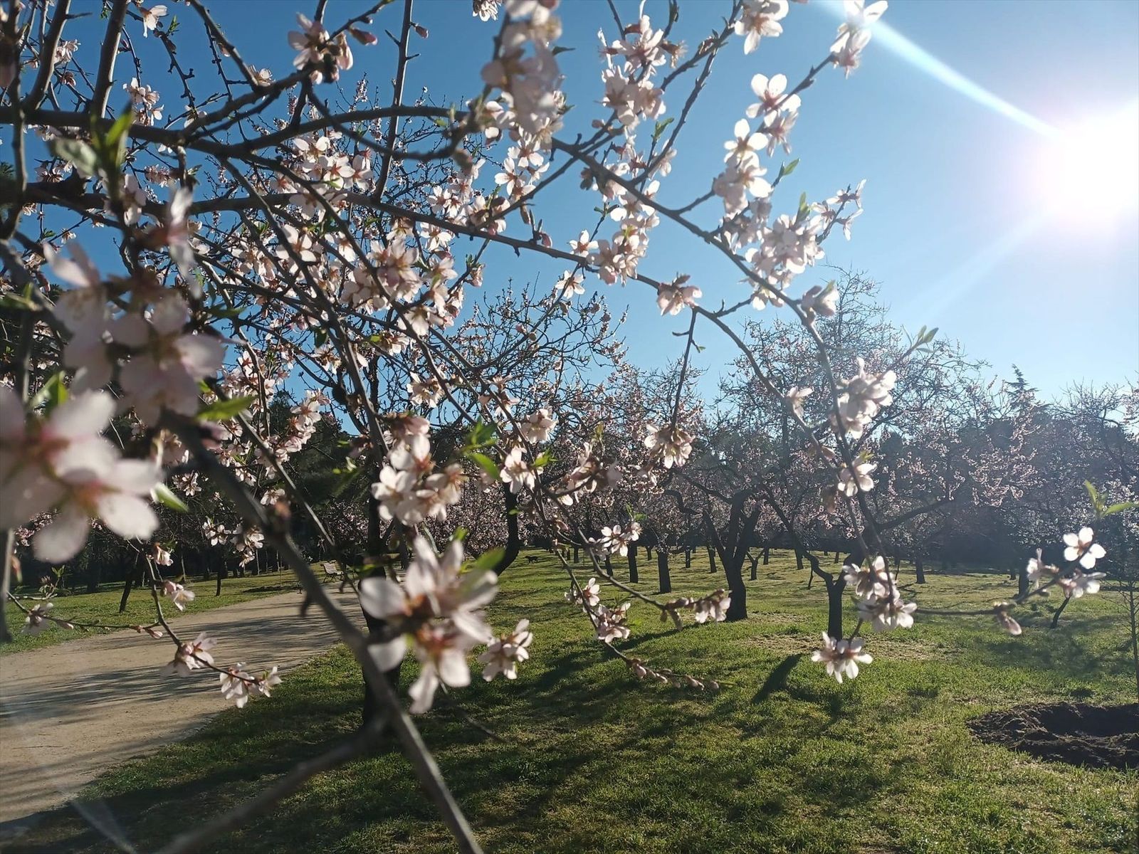 Los almendros adelantan su floración y la Quinta de los Molinos de Madrid ya viste de blanco