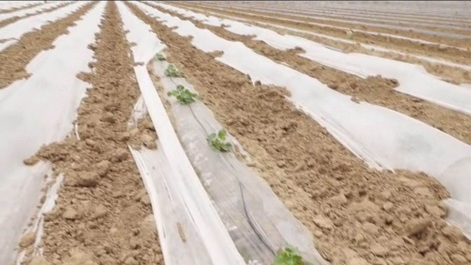 Arranca la temporada de siembra de melones y cebollas en Villamanrique de Tajo