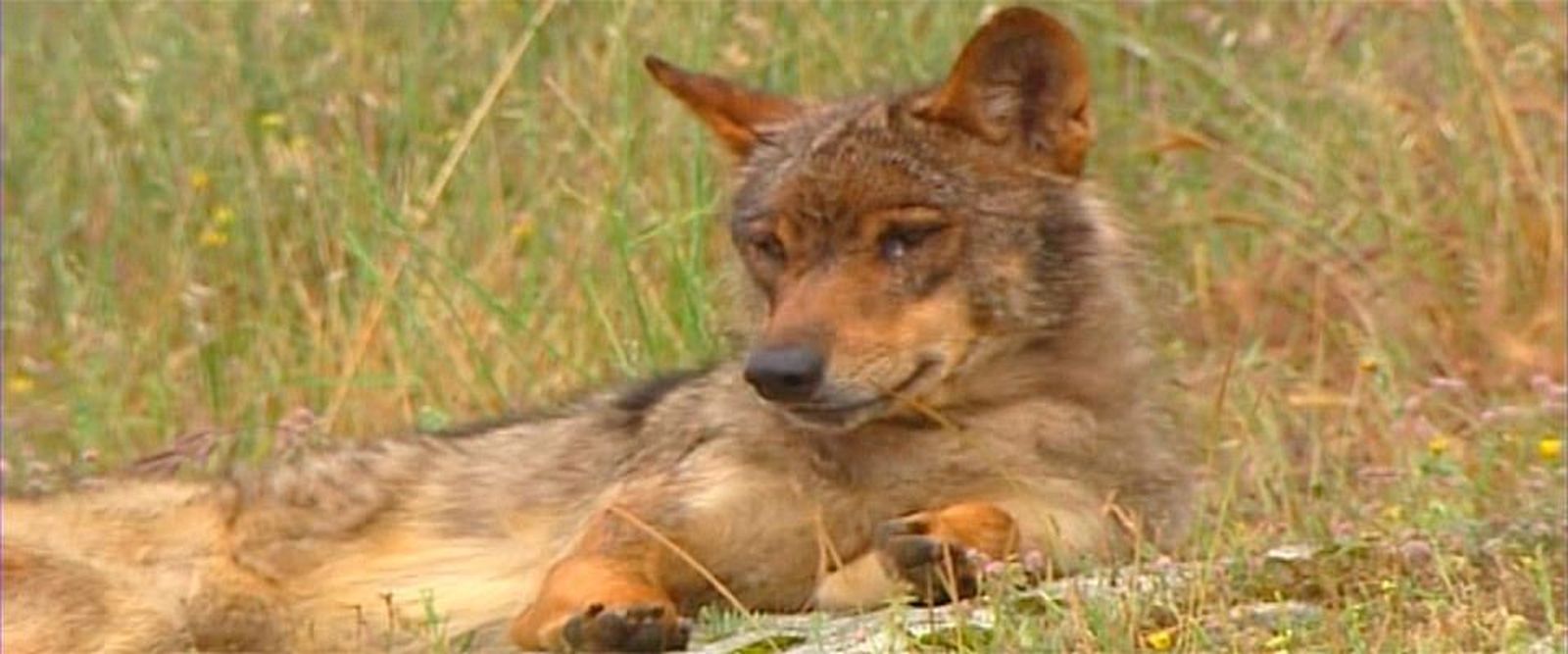 Objetivo Crítico: El lobo en Madrid